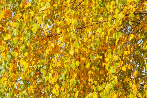 Rote Und Gelbe Herbstblätter Auf Ästen Hintergrund Sonniger Tag — Stockfoto