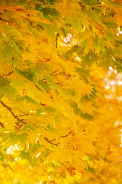 Folhas Outono Vermelho Amarelo Galhos Árvore Fundo Dia Ensolarado — Fotografia de Stock