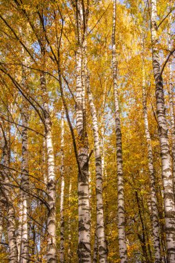 kırmızı ve sarı sonbahar yaprakları ağaç dallarında, arka planda, güneşli günde