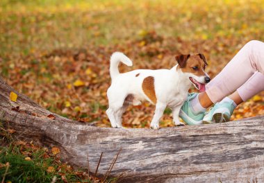 Sonbahar Parkı 'nda sahibinin yanında beyaz ve kırmızı renkli bir köpek yürüyor.