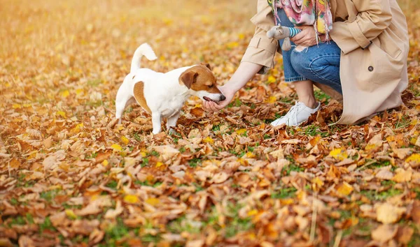 Cão Passeios Cores Brancos Vermelhos Parque Outono Com Proprietário — Fotografia de Stock