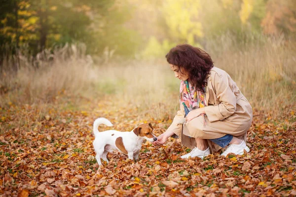 Ein Hund Weißer Und Roter Farbe Geht Mit Seinem Besitzer — Stockfoto