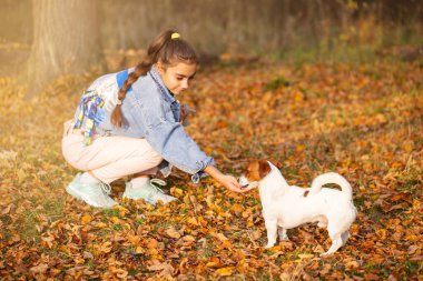 Bir sonbahar parkında bir kızla yürüyen kırmızı beyaz bir köpek.
