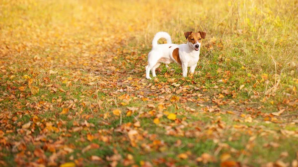 Sonbahar parkında kırmızı-beyaz bir köpek yürüyor.