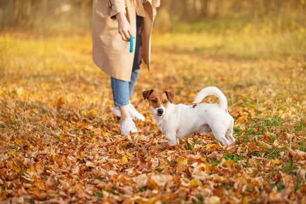 Uma Jovem Mulher Capa Chuva Caminha Parque Com Seu Cachorro — Fotografia de Stock