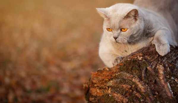 Home Gatto Grigio Nel Parco Autunnale — Foto Stock