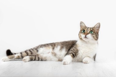 Beyaz arka planda yeşil gözlü ev gri kedisi