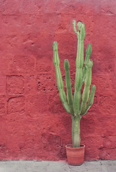 Beautiful Garden Cactus Pot Coral Wall Arequipa Peru — Stock Photo, Image