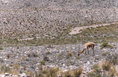 Wild vicuna (vicugna), Peru 'nun Aquipa ve Colca Kanyonu yakınlarındaki Aguada Blanca Ulusal Rezervi' nin andean manzarasında otlar. Vicugna, Altiplano 'da yaşayan vahşi bir Güney Amerika Camelid' i..