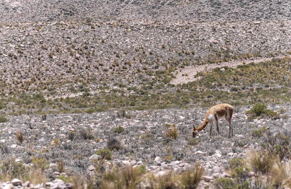 Vicuna Selvagem Vicugna Pastoreia Paisagem Andina Reserva Nacional Aguada Blanca — Fotografia de Stock