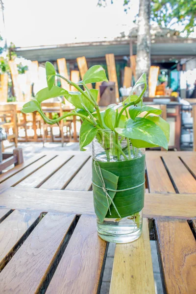 Epipremnum aureum (família Araceae) planta em vidro — Fotografia de Stock