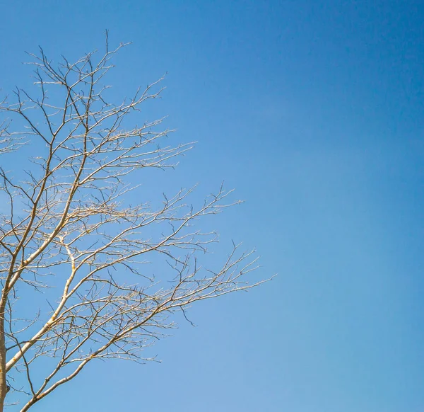 Droge boom in het zomerseizoen — Stockfoto