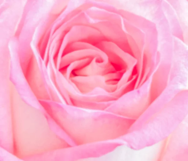 Blur photo of pink rose — Stock Photo, Image
