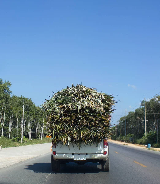 Agricultural car for dried leaf transpoartation — Stock Photo, Image