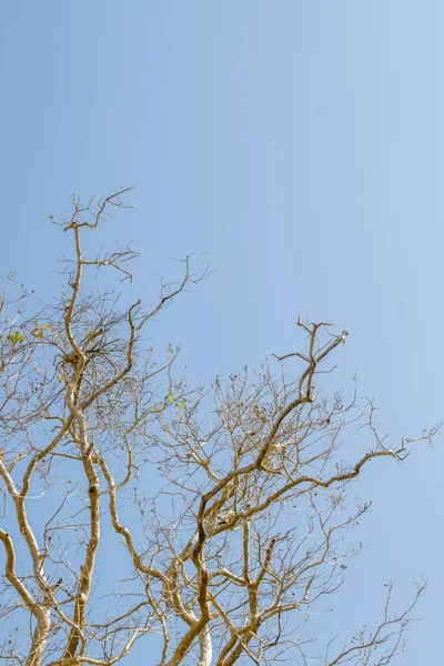 Albero secco nella stagione estiva — Foto Stock