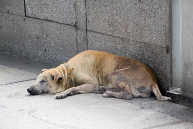 patikada uyuyan zavallı köpek 