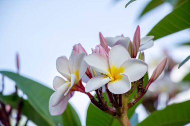 beyaz plumeria ağacı
