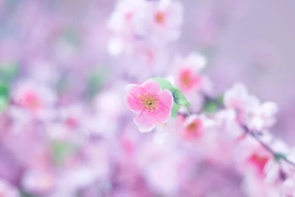 Rosa tyg Sakura — Stockfoto