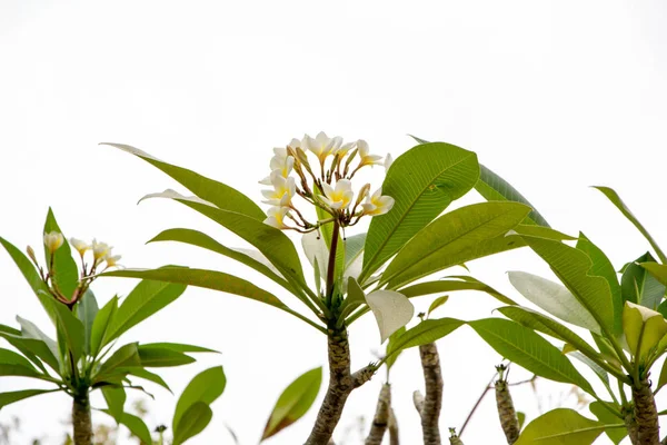 Witte Plumeria boom — Stockfoto