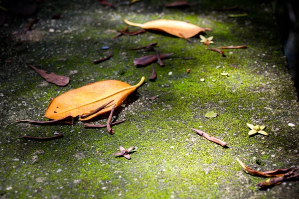 Dried leaf on grungy floor — Stock Photo, Image