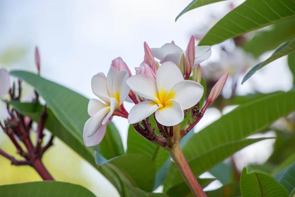 Witte Plumeria boom — Stockfoto