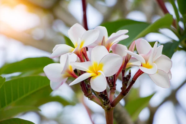 Witte Plumeria Boom Tuin — Stockfoto