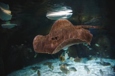 Motor yüzen bir akvaryum çeşitli balıklar arasında sarı lekeler ile kahverengi yamaç.