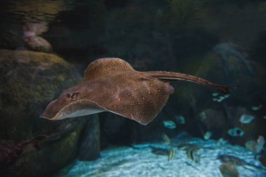 Taşlar arasında bir oceanarium balıkların çerçevede Motoro kahverengi benekli resif eğimi yüzüyor.