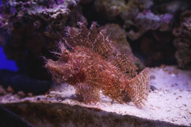 Alt kısmında bir oceanarium bir akvaryum egzotik balık