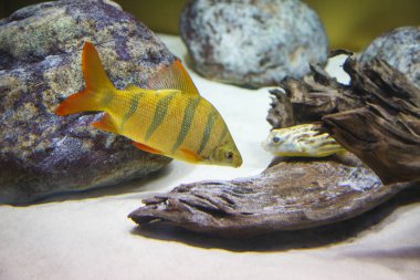 Güzel bir akvaryum içinde taşlar arasında balık yüzüyor