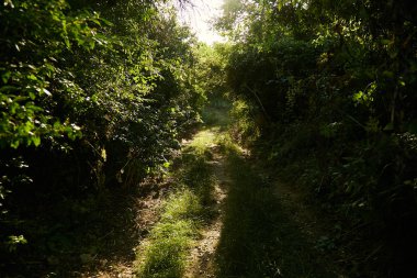 Büyük yeşil çalılar arasında trodden yolu