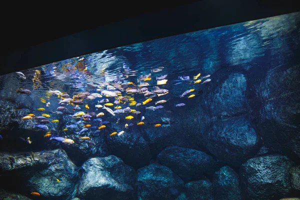 Ongelooflijk Mooi Aquarium Met Grote Stenen Een Groot Aantal Visje — Stockfoto