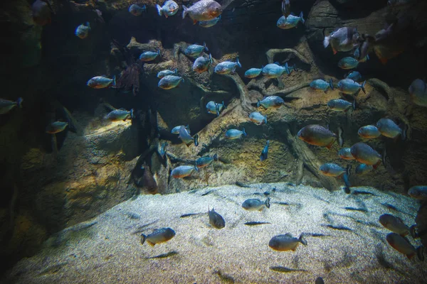 しこりや白い砂で飾られた水槽に沿って青い魚の群れが泳ぐ — ストック写真