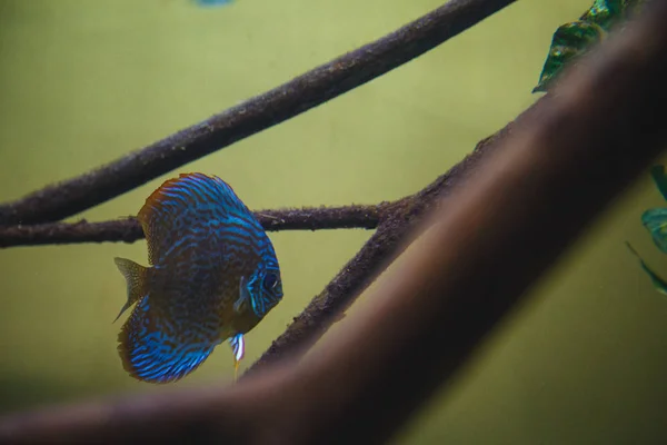 Beautiful Blue Turq Discus Floats Aquarium — Stock Photo, Image