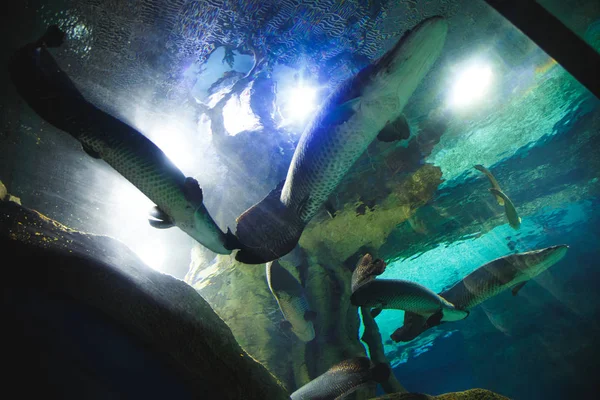 Grote Vissen Zwemmen Een Oceanarium Een Wateroppervlak Foto Van Beneden — Stockfoto