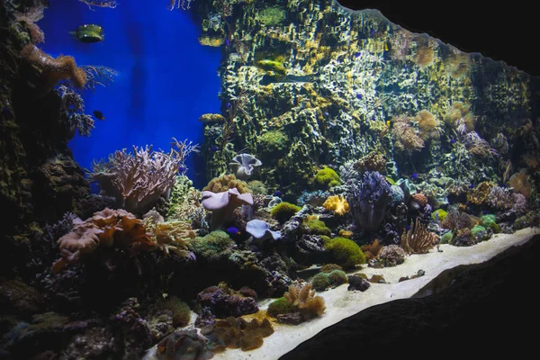 Zeer Mooi Aquarium Met Natuurlijke Koralen Een Oceanário Lisboa — Stockfoto