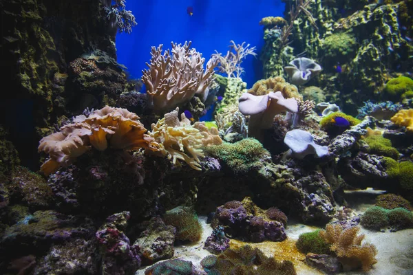 Hermosos Corales Fondo Marino —  Fotos de Stock