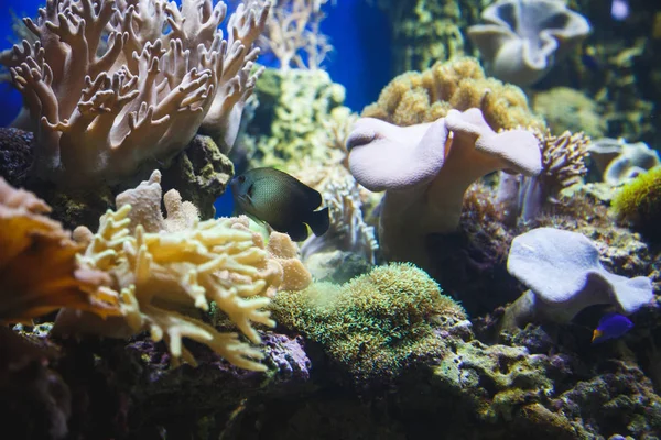 Los Pequeños Peces Tropicales Nadan Hermosos Corales —  Fotos de Stock