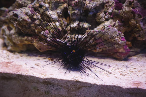Lovely black sea hedgehog among stones in an aquarium