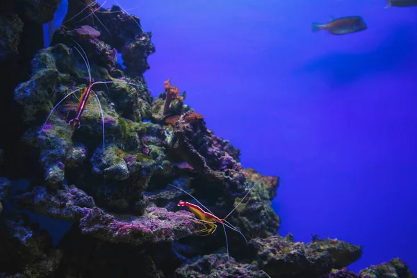 Crustáceos Corales Gran Acuario Con Agua —  Fotos de Stock