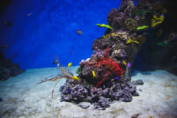 Magnificent corals at the bottom of an aquarium with tropical fishes