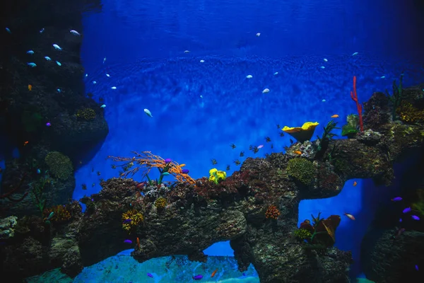 Piękne Akwarium Zoo Małe Ryby Koralowce — Zdjęcie stockowe