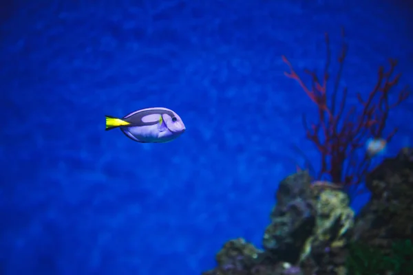 Little tropical fish swims in the ocean