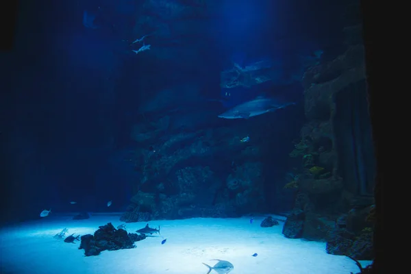 Enorme Aquarium Met Witte Haaien Andere Vissen Huizen — Stockfoto