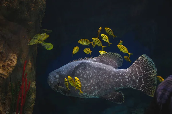 Grote Tropische Vissen Zweeft Een Klimaat Van Kleine Mooie Gele — Stockfoto