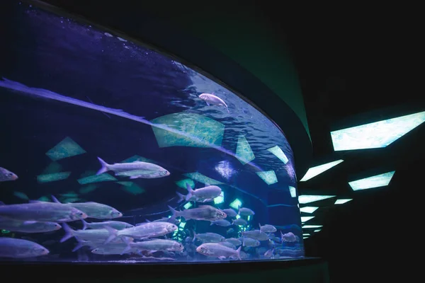 Huge semicircular aquarium with fish in an oceanarium