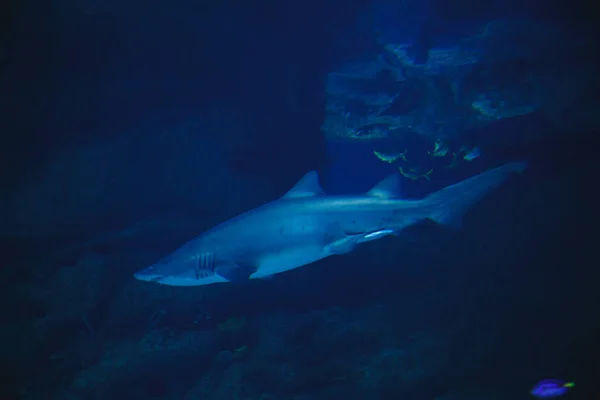 Grote Witte Haai Zwemt Open Oceaan — Stockfoto