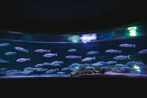 Grote Halfronde Aquarium Een Oceanário Lisboa — Stockfoto