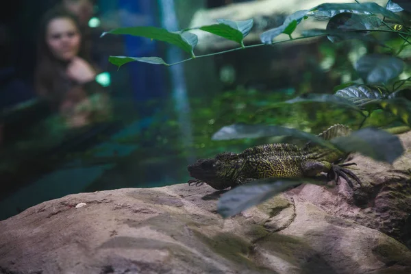 Leguaan Zit Stenen Een Groot Terrarium — Stockfoto