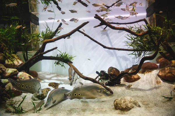 Grote Prachtige Aquarium Met Verschillende Soorten Vissen Houten Decor Grotten — Stockfoto